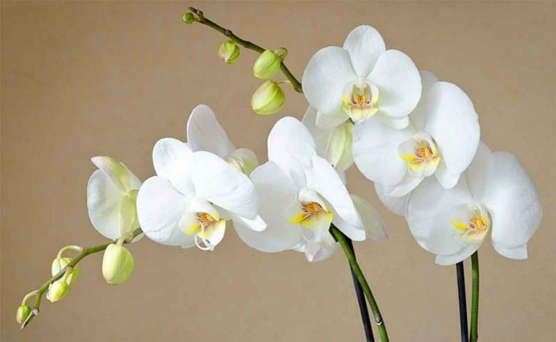 hoe zorg je voor orchideeën