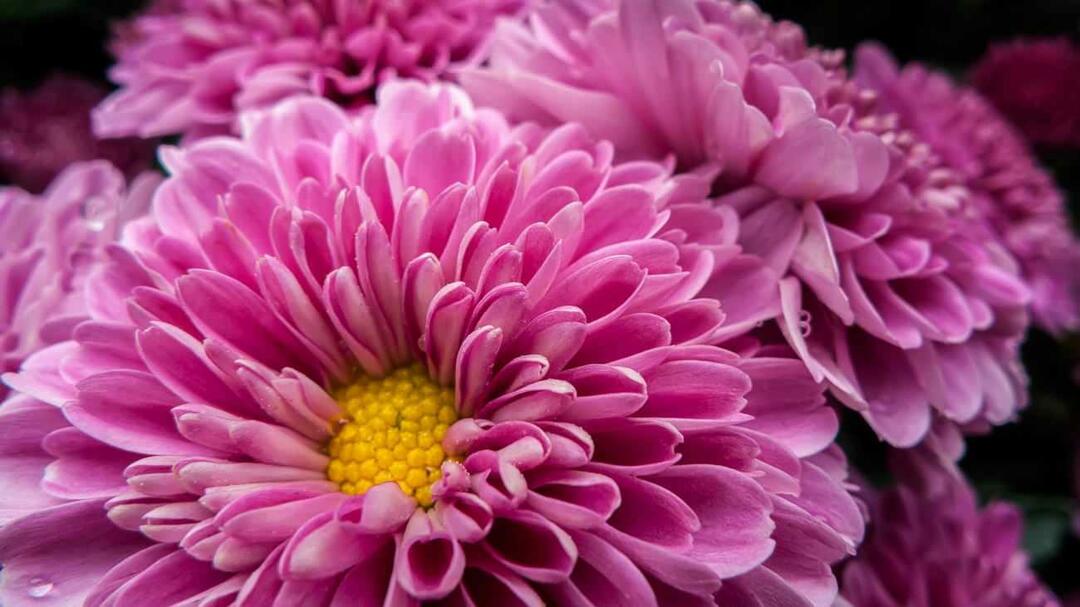 Chrysant