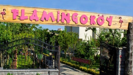 Waar is Flamingo Village? Hoe te gaan? Hoeveel is de prijs van het ontbijt?