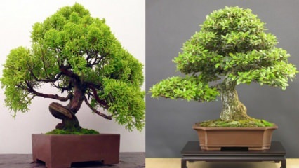 Hoe een bonsaiboom te laten groeien? Hoe zorg je voor bonsaiboom Kenmerken van de bonsaiboom 