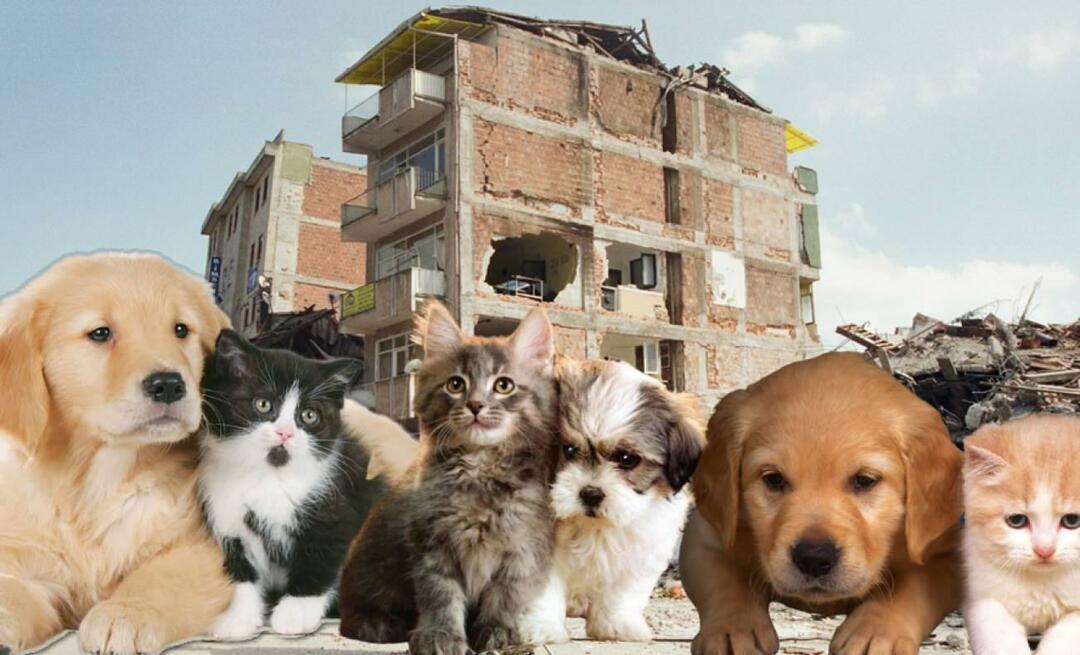 Wat moeten mensen met huisdieren doen voor en na de aardbeving? Degenen die een huisdier hebben ten tijde van de aardbeving