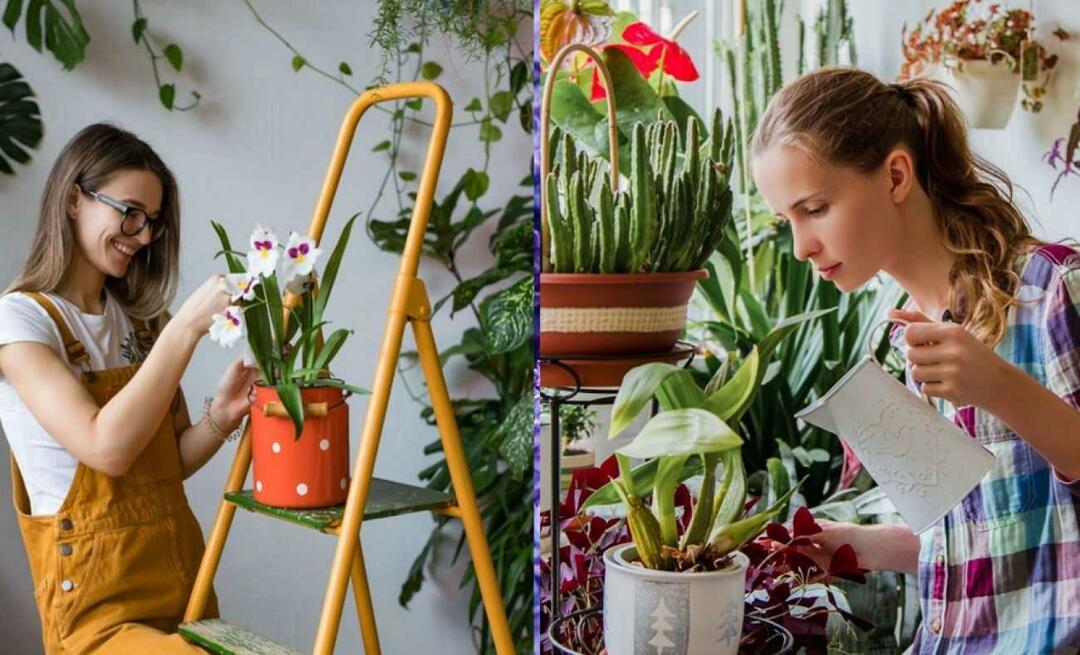 Wat zijn de novemberbloemen? Het gebruik van bloemen in de huisdecoratie van het herfstseizoen