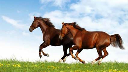 Wat betekent het om een ​​paard in een droom te zien? De betekenis van paardrijden in een droom volgens Diyanet