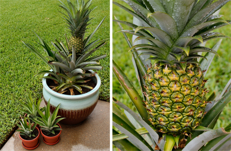 Hoe ananas thuis kweken? Hoe wordt ananaswortelen gedaan?