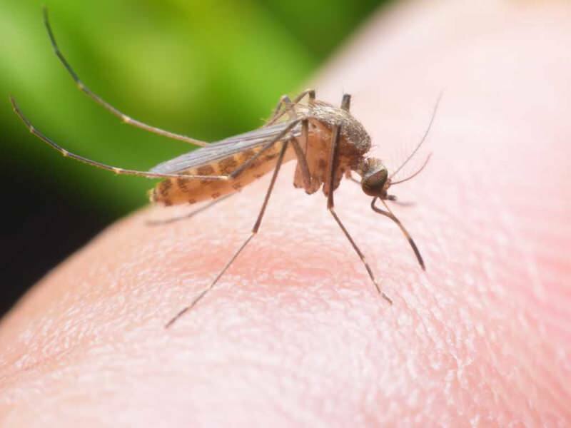 Hoe maak je thuis een natuurlijk muggenspray? Natuurlijke vliegwerende recepten