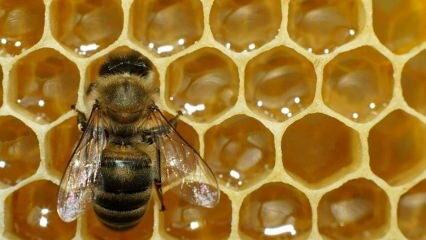 Waar wordt bijengif gebruikt? Wat zijn de voordelen van bijengif? Voor welke ziekten is bijengif goed?