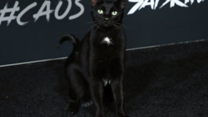 Een zwarte kat bij de première in Hollywood ...