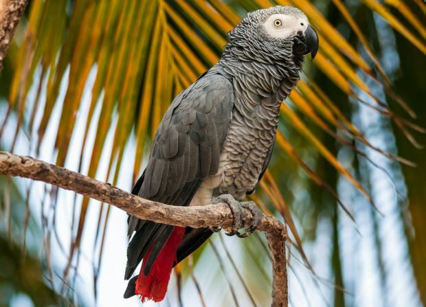 Verzorging en training van de Jako Parrot