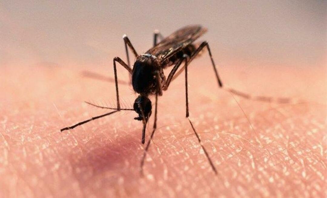 Natuurlijke formule om muggen kwijt te raken
