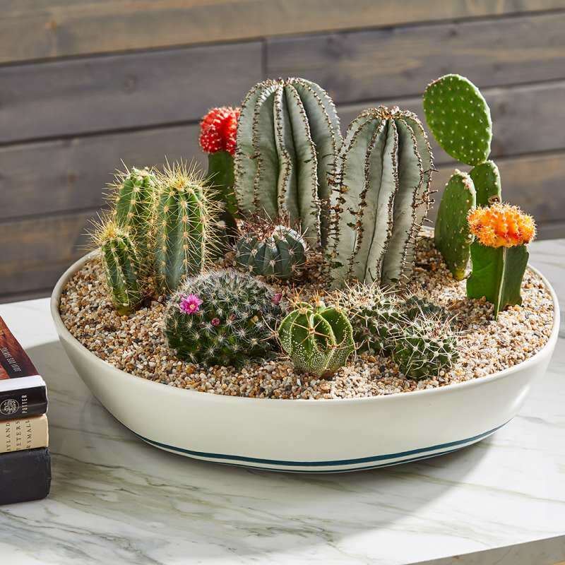 Hoe moet de cactusaarde zijn? Cactusgrond water geven en voorbereiden, 5 tips voor cactusaarde