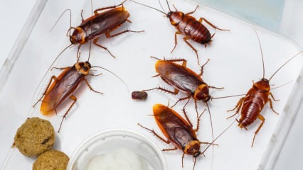 Hoe worden kakkerlakken in huis gespoten? Hoe kakkerlakken te vernietigen