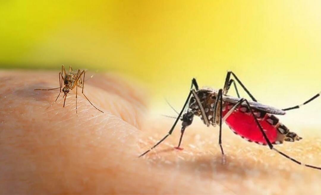 Wat zijn de symptomen van een Aedes-muggenbeet? Manieren om een ​​Aedes-muggenbeet te voorkomen?