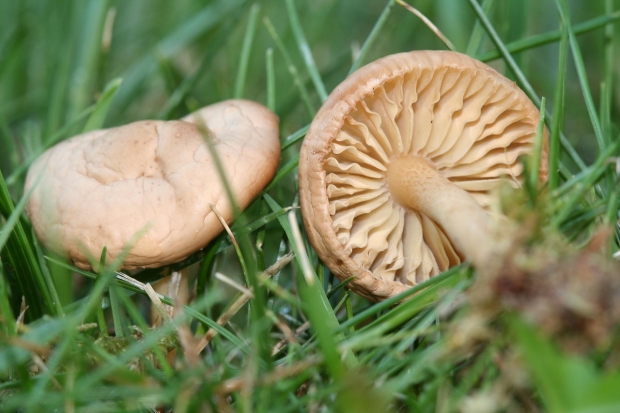 Wat zijn de voordelen van paddenstoelen? Voor welke ziekten zijn paddenstoelen goed?