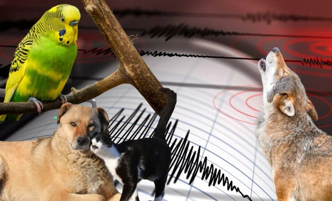 Voelen dieren aardbevingen van tevoren aan? Aardbeving en abnormaal dierlijk gedrag...