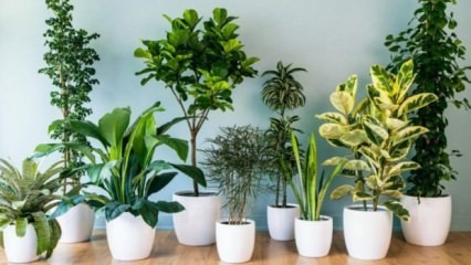 8 onderhoudsvriendelijke planten
