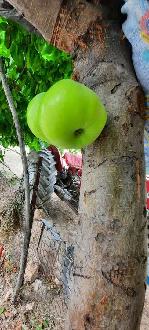 De boom die fruit op zijn lichaam liet groeien, verraste iedereen!