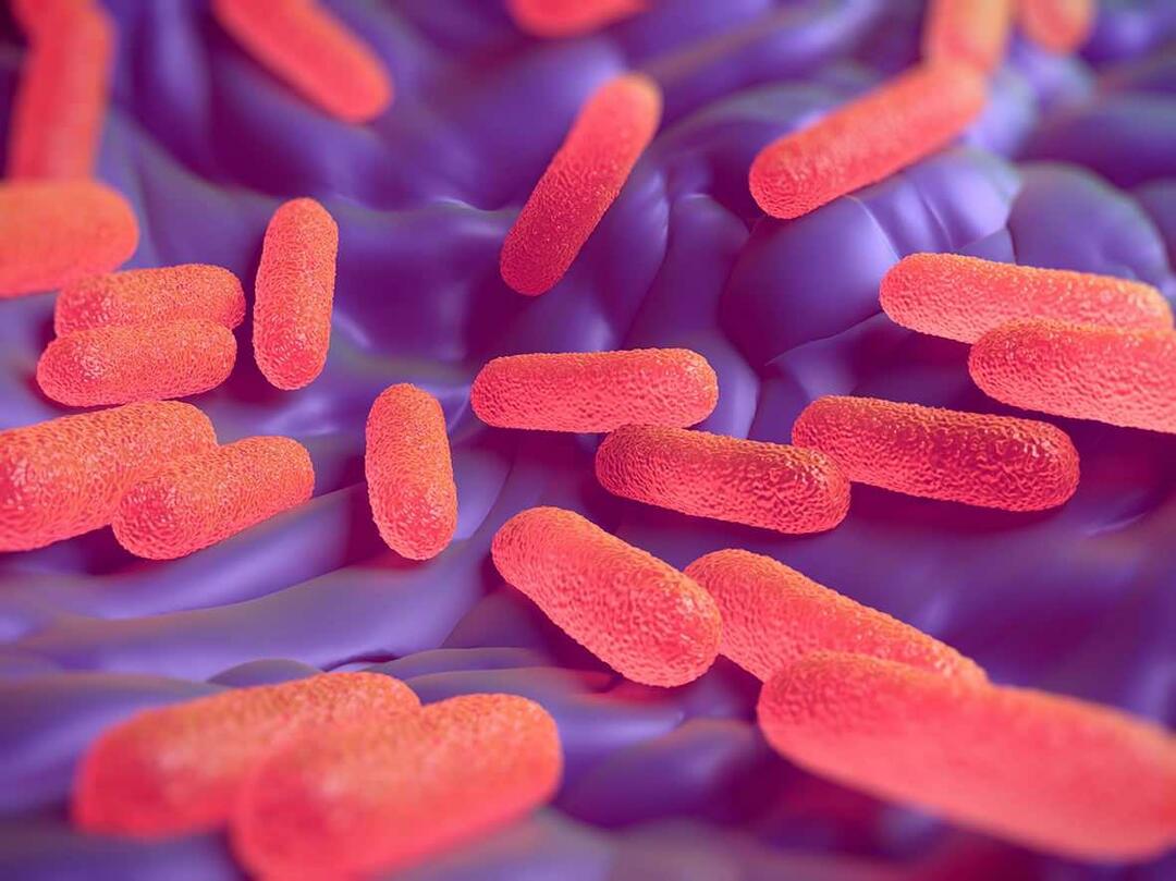 Wat is salmonellabacterie? Wat zijn de symptomen van salmonella?