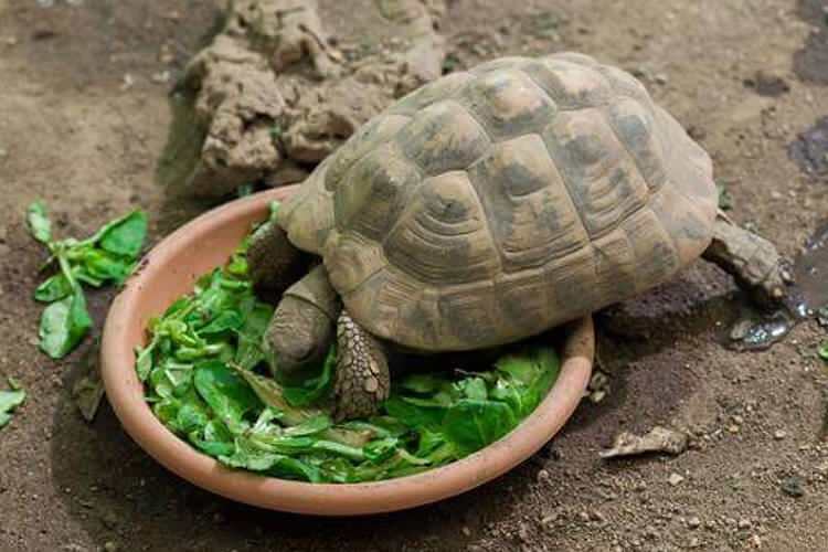 Wat eet de schildpad en hoe voedt hij? Van welk voedsel houdt de schildpad?