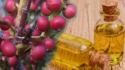 Wat zijn de voordelen van Çitlembik (Menengiç) fruit? Wat doet citlemob-olie?