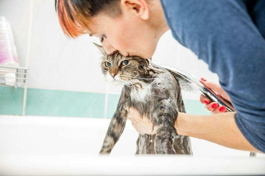 Methoden voor het wassen van katten