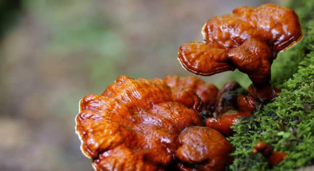 hoe reishi-paddenstoelen te consumeren