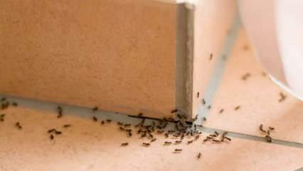 Effectieve methode om mieren thuis te verwijderen! Hoe mieren te vernietigen zonder te doden? 