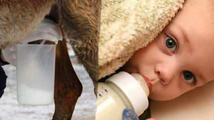 Welke melk komt het dichtst bij moedermelk? Wat wordt er aan de baby gegeven bij een tekort aan moedermelk?