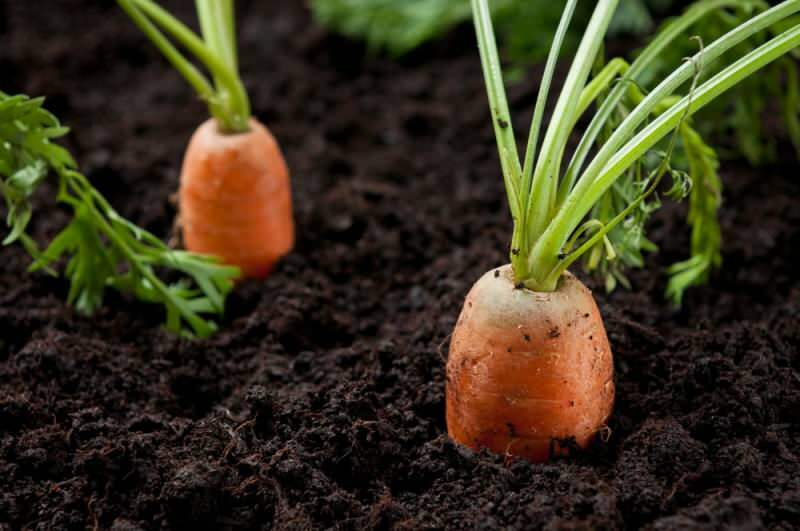 Hoe wortelen thuis in potten te kweken? Wortelteeltmethoden in potten