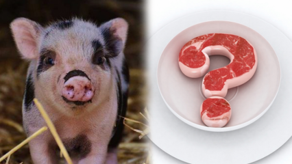 Is varkensvlees verboden, waarom is varkensvlees verboden? Aandacht voor varkensvleesmerken!