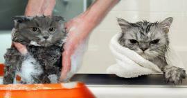 Wassen katten? Hoe katten wassen? Is het schadelijk om katten in bad te doen?