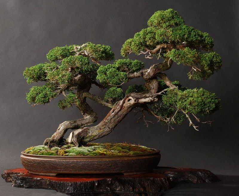 Hoe een bonsaiboom te laten groeien? Hoe zorg je voor bonsaiboom Kenmerken van de bonsaiboom