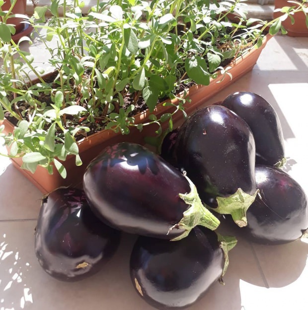De voordelen van auberginesteel