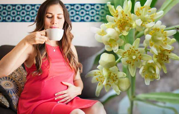 Wordt kruidenthee gedronken tijdens de zwangerschap? Risicovolle kruidenthee tijdens de zwangerschap