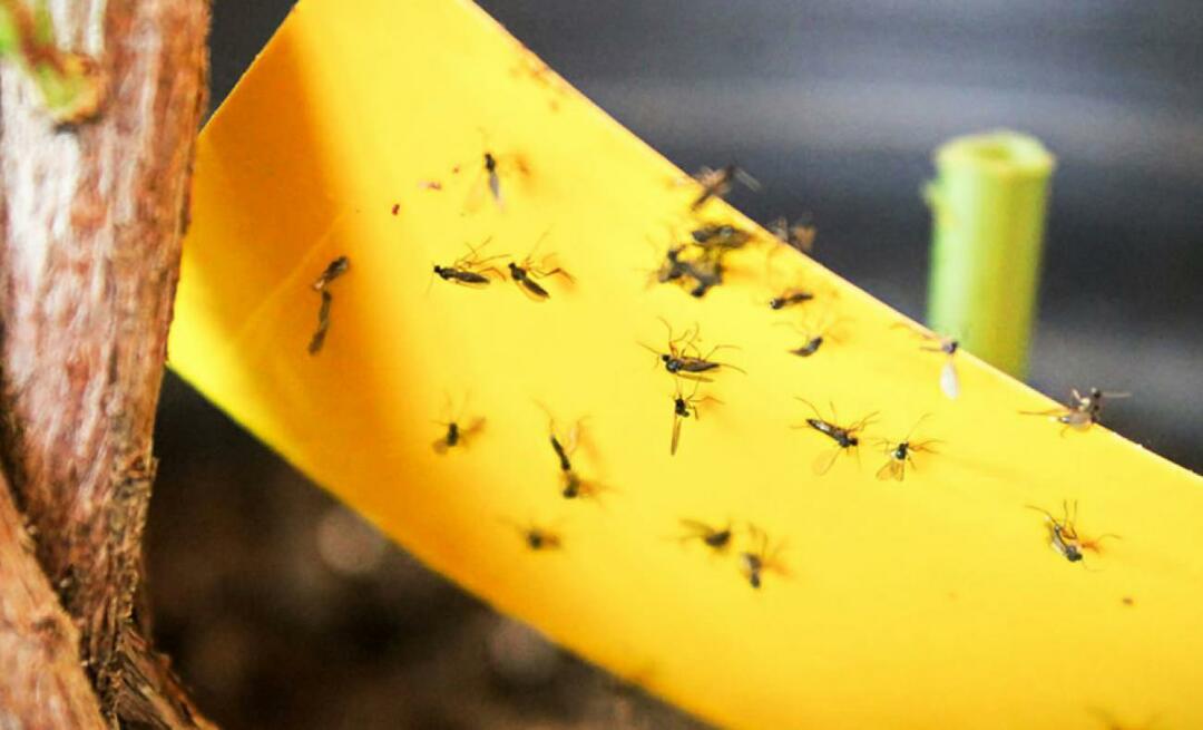 De definitieve oplossing voor insecten in huis! Hoe voorkom je dat kleine vliegjes thuis vliegen?