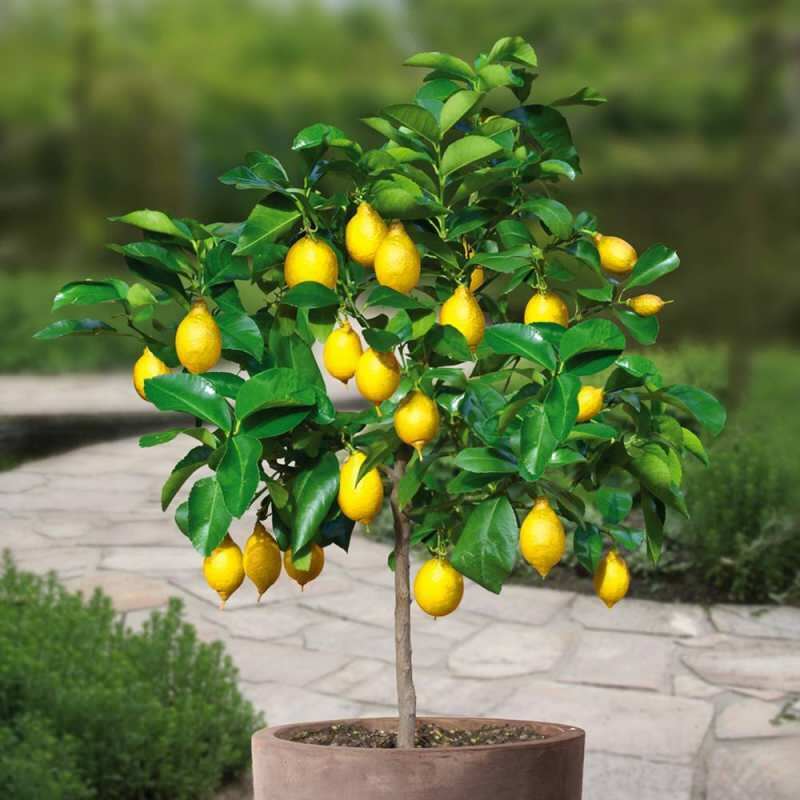 Hoe kun je thuis citroenen in potten kweken? Tips voor het telen en onderhouden van citroenen