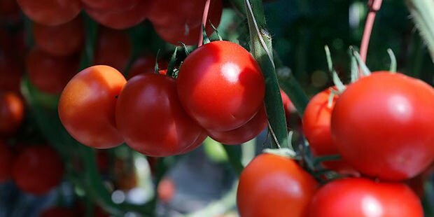 Is tomaat goed voor de huid?