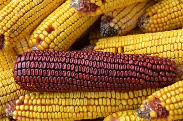 maïs veroorzaakt allergieën