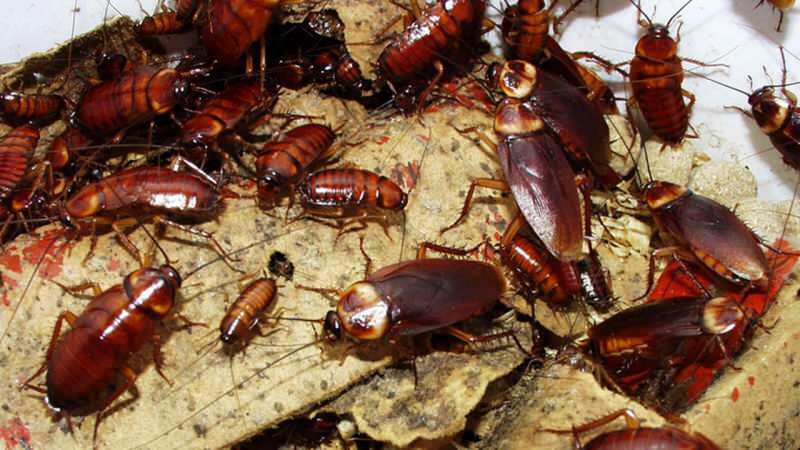 Hoe kakkerlakken thuis te behandelen | Hoe kakkerlakken te vernietigen?