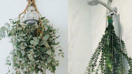 Hoe hang je eucalyptus onder de douche? Manieren om eucalyptus te gebruiken in badkamerdecoratie!