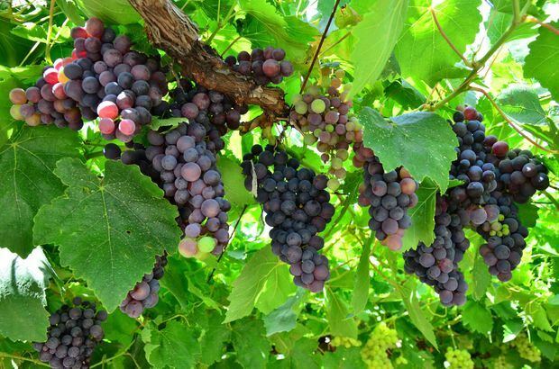 De voordelen van druiven