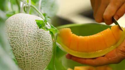 Hoe kies je de gemakkelijkste meloen? De sleutel tot het kiezen van zoete meloenen zoals honing