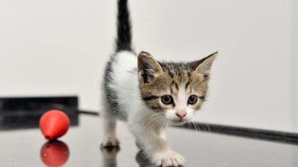 Hoe katten tot toiletgewoonte te krijgen