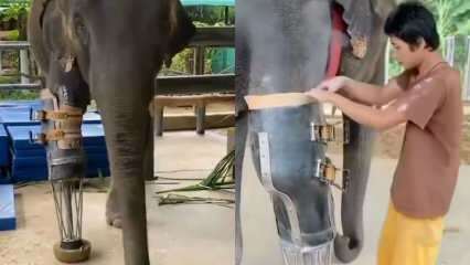 De jonge social media schudde je prothetische been voor olifanten! 