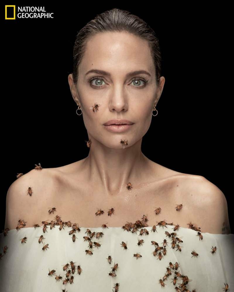Angelina Jolie in lens met bijen voor bijen!