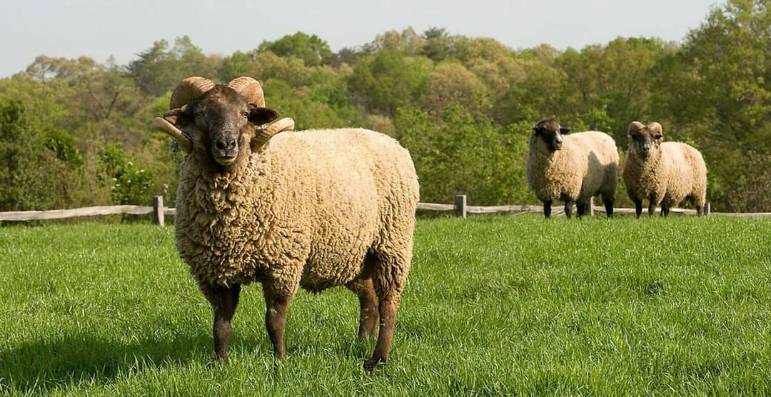 Kan de votive worden gegeven aan de slachtoffers van de aardbeving als financiële hulp zonder het offer op te offeren?