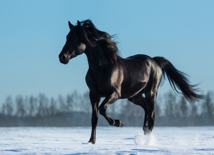 Hoe zeg je een paard in een droom? Wat betekent het om een ​​paard in droom te zien?