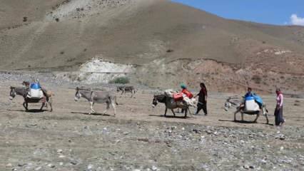 Uitdagende 'melk'-reis van nomadenvrouwen op ezels!