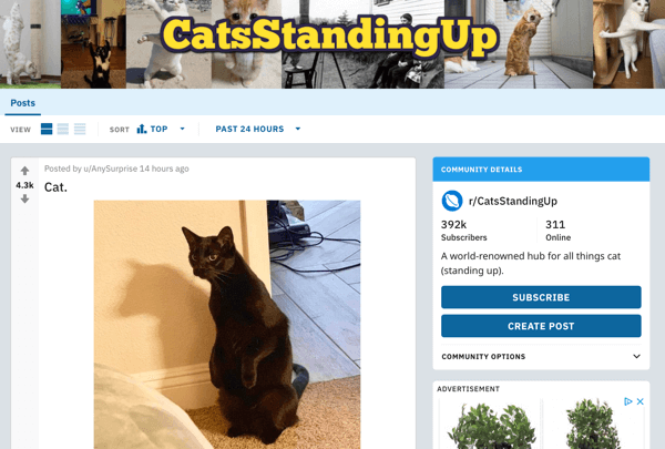 Hoe u uw bedrijf op Reddit kunt promoten, voorbeeldpost van subreddit r / CatsStandingUp