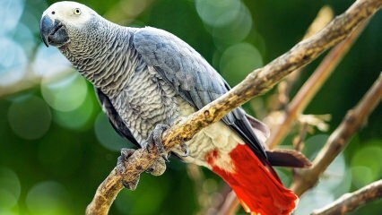 Hoe verzorg ik de Jako papegaai? Hoe wordt het gevoed? Hoe wordt het getraind?
