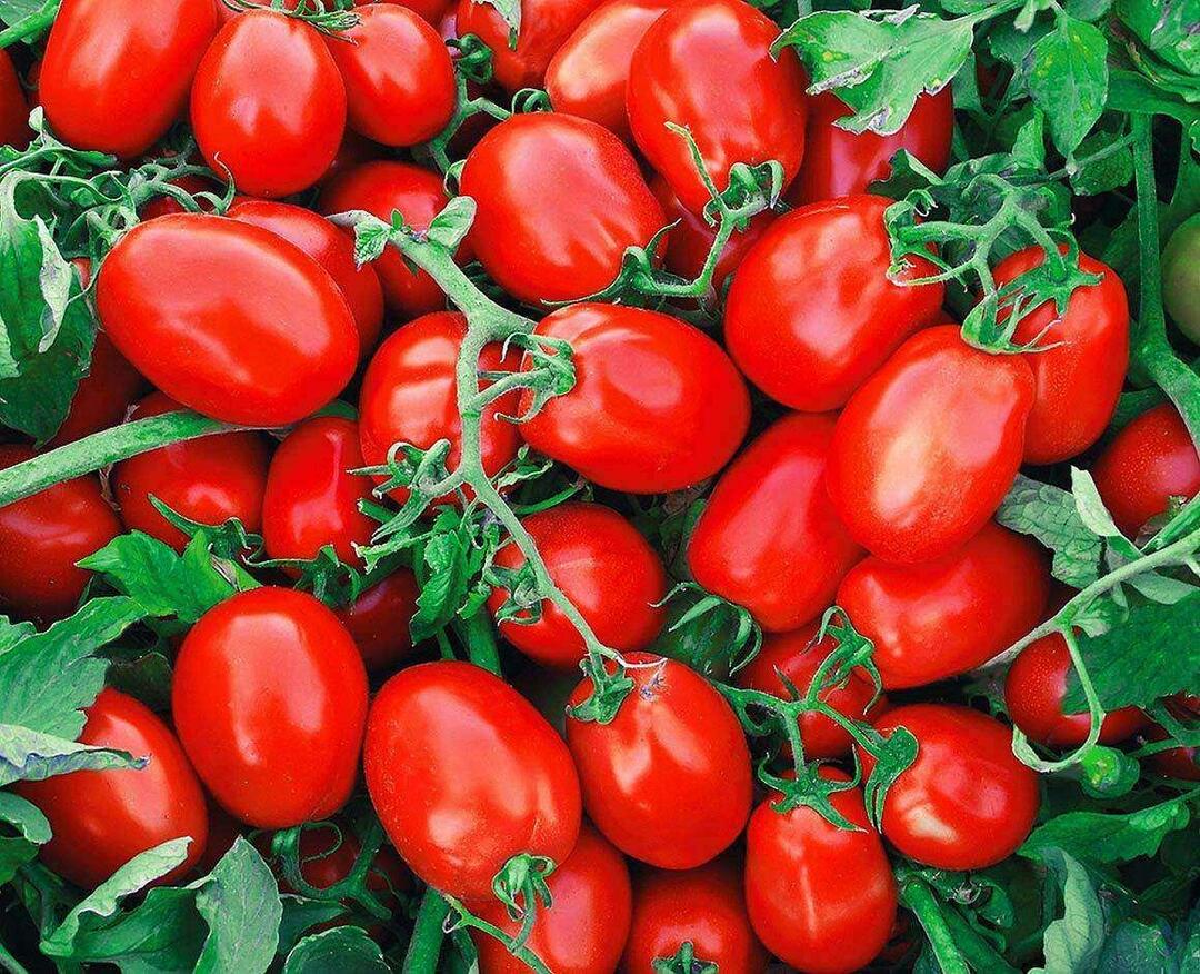 Hoe ingeblikte tomaten te kiezen